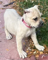 Verona, a female Cane Corso for sale in Longmont, CO – 8 of 10