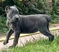 Marvel, a female Cane Corso for sale in Longmont, CO – 2 of 10