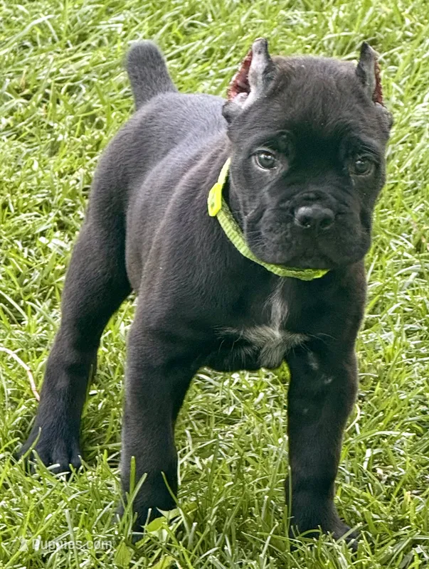 Hannah – Cane Corso puppy for sale in Longmont, CO