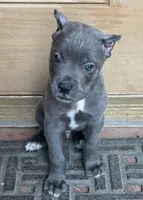 Groot, a male Cane Corso for sale in Longmont, CO – 5 of 6
