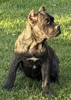 Grazie, a female Cane Corso for sale in Longmont, CO – 10 of 10