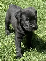 Hudson, a male Cane Corso for sale in Longmont, CO – 7 of 10