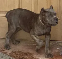 Mica, a female Cane Corso for sale in Longmont, CO – 4 of 10