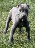 Marvel, a female Cane Corso for sale in Longmont, CO – 7 of 10