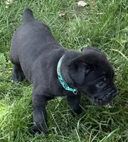 Hope, a female Cane Corso for sale in Longmont, CO – 3 of 10