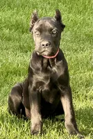 Ultra, a female Cane Corso for sale in Longmont, CO – 8 of 10