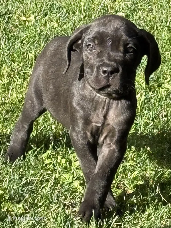 Minnie – Cane Corso puppy for sale in Longmont, CO