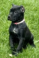 Ursula, a female Cane Corso for sale in Longmont, CO – 5 of 6