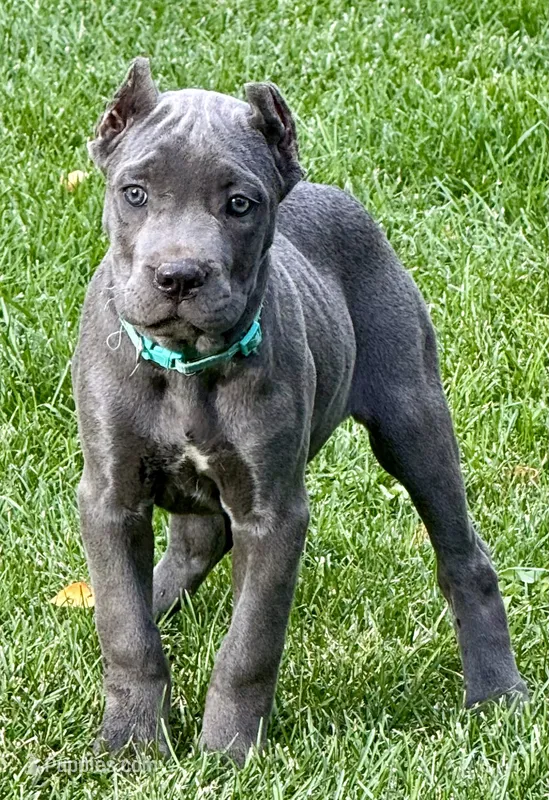 Marvel – Cane Corso puppy for sale in Longmont, CO