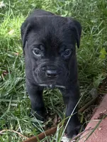 Hope, a female Cane Corso for sale in Longmont, CO – 9 of 10