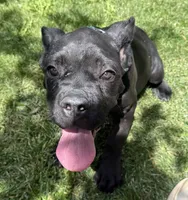 Hannah, a female Cane Corso for sale in Longmont, CO – 9 of 10