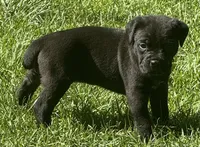 Hope, a female Cane Corso for sale in Longmont, CO – 8 of 10