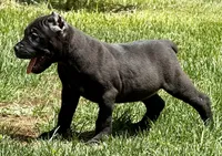 Nacho, a male Cane Corso for sale in Longmont, CO – 7 of 10