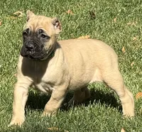 Vaper, a male Cane Corso for sale in Longmont, CO – 3 of 10