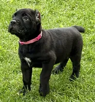 Harlow, a female Cane Corso for sale in Longmont, CO – 3 of 10