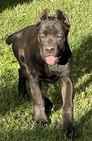 Ultra, a female Cane Corso for sale in Longmont, CO – 2 of 10