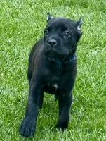 Usher, a male Cane Corso for sale in Longmont, CO – 7 of 8
