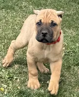 Frank, a male Cane Corso for sale in Longmont, CO – 8 of 10