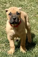 Frank, a male Cane Corso for sale in Longmont, CO – 7 of 10