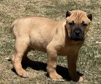 Frank, a male Cane Corso for sale in Longmont, CO – Photo 4 of 6