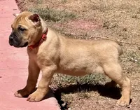 Frank, a male Cane Corso for sale in Longmont, CO – Photo 5 of 6