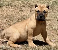 Frank, a male Cane Corso for sale in Longmont, CO – Photo 3 of 6