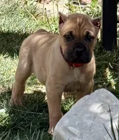 Frank, a male Cane Corso for sale in Longmont, CO – Photo 2 of 6