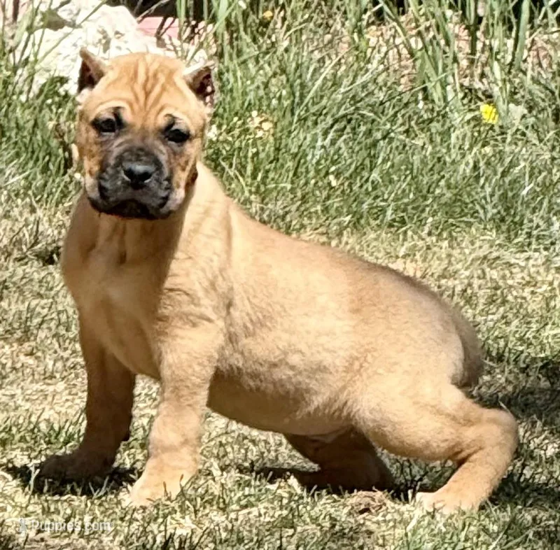 Frank – Cane Corso puppy for sale in Longmont, CO