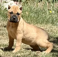 Frank, a male Cane Corso for sale in Longmont, CO – Photo 1 of 6
