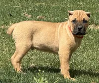 Frank, a male Cane Corso for sale in Longmont, CO – 9 of 10