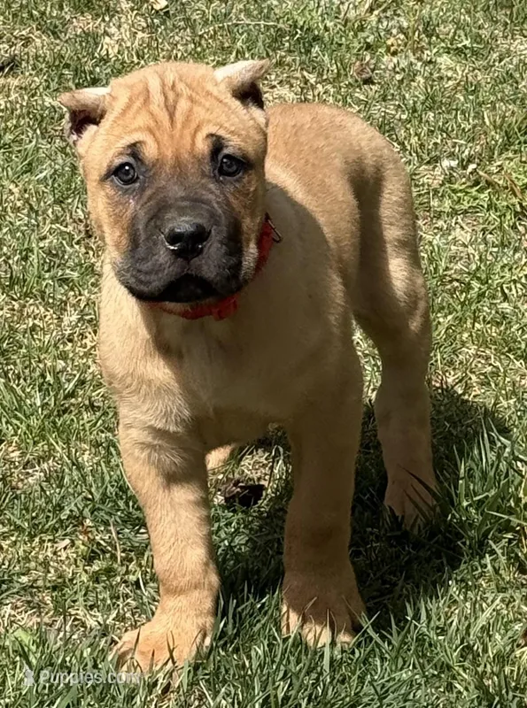 Frank – Cane Corso puppy for sale in Longmont, CO