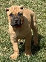 Frank, a male Cane Corso for sale in Longmont, CO – 10 of 10