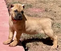 Frank, a male Cane Corso for sale in Longmont, CO – Photo 6 of 6