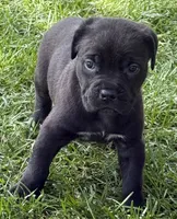 Hope, a female Cane Corso for sale in Longmont, CO – 4 of 10