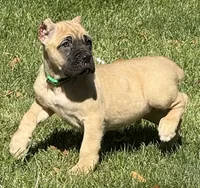Vaper, a male Cane Corso for sale in Longmont, CO – 4 of 10