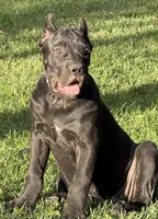 Ula, a female Cane Corso for sale in Longmont, CO – 8 of 10