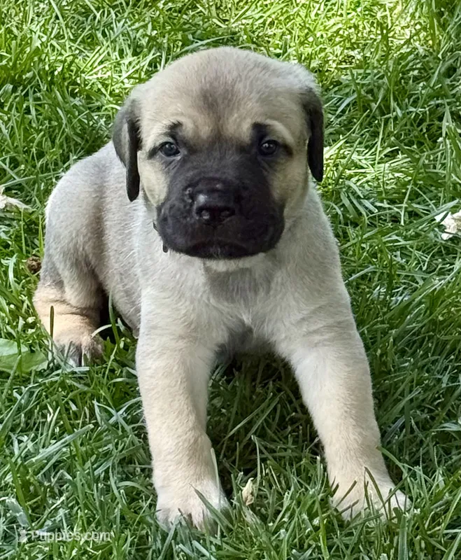 Hunter – Cane Corso puppy for sale in Longmont, CO