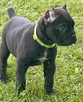 Hannah, a female Cane Corso for sale in Longmont, CO – 9 of 10