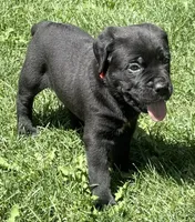 Hudson, a male Cane Corso for sale in Longmont, CO – 8 of 10