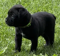 Hagrid, a male Cane Corso for sale in Longmont, CO – 8 of 9