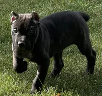 Monster, a male Cane Corso for sale in Longmont, CO – 2 of 10