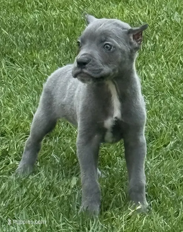 Groot – Cane Corso puppy for sale in Longmont, CO