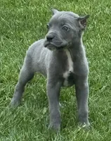 Groot, a male Cane Corso for sale in Longmont, CO – 1 of 6