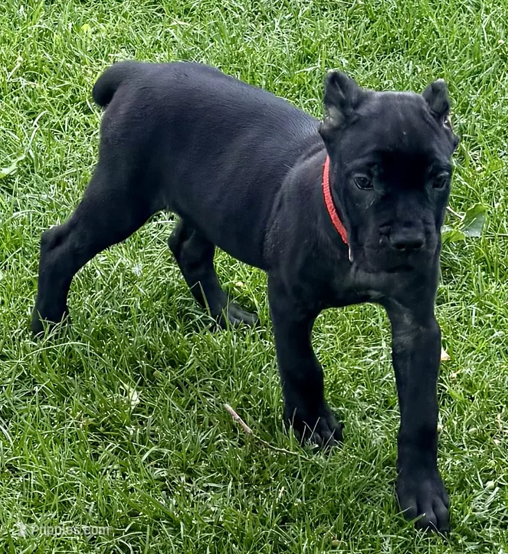 Ultra – Cane Corso puppy for sale in Longmont, CO