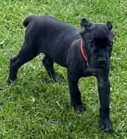 Ultra, a female Cane Corso for sale in Longmont, CO – 1 of 10