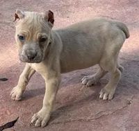 Violet, a female Cane Corso for sale in Longmont, CO – 10 of 10