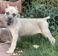 Vito, a male Cane Corso for sale in Longmont, CO – 6 of 10