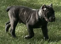 Monster, a male Cane Corso for sale in Longmont, CO – 4 of 10