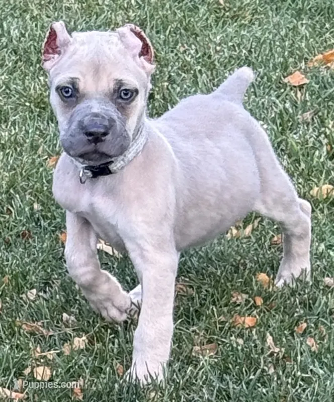 Vito – Cane Corso puppy for sale in Longmont, CO