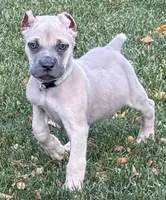 Vito, a male Cane Corso for sale in Longmont, CO – 1 of 10